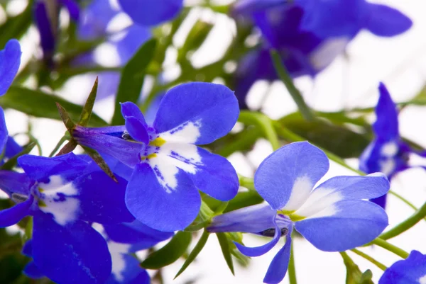 Schöne Blumen (Lobelien)). — Stockfoto