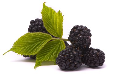 Beautiful blackberries.