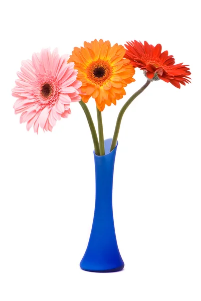 Bellissimi fiori di gerbero in vaso blu — Foto Stock