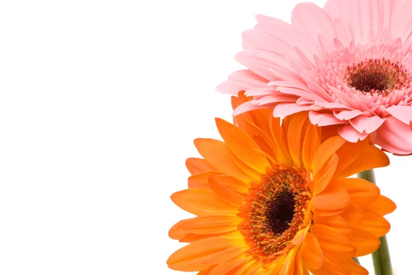 Gerber piękne kwiaty — Zdjęcie stockowe
