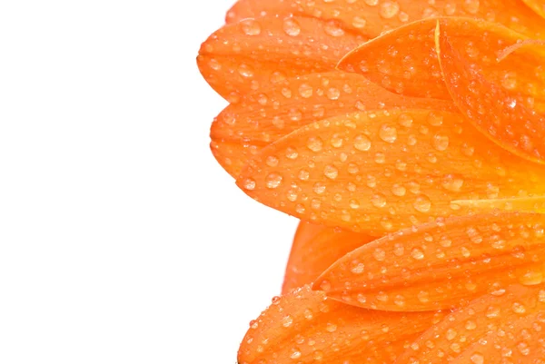 オレンジ ガーバー花 — ストック写真