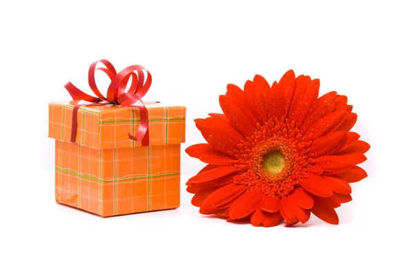 Red gerber flor e caixa de presente — Fotografia de Stock
