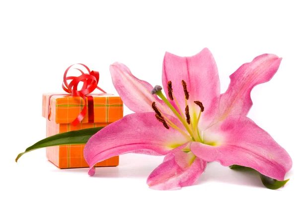 Розовая лилия и подарочная коробка — стоковое фото