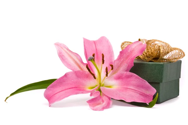 Roze lily en geschenk doos — Stockfoto