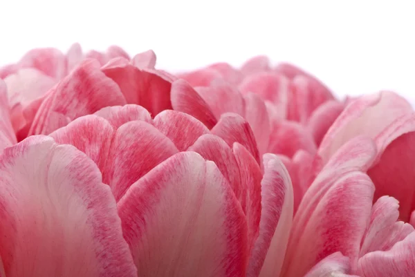 Рожеві тюльпани, макро — стокове фото