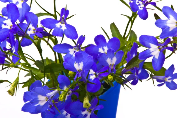 Lindas flores (Lobelia ) — Fotografia de Stock