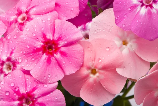 Όμορφα λουλούδια με σταγόνες νερό — Φωτογραφία Αρχείου