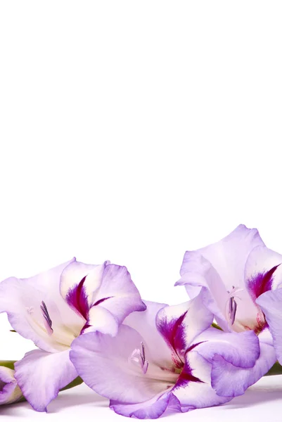 Schöne Gladiolen. Makro. — Stockfoto