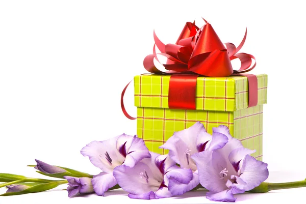 Hermoso gladiolo y caja de regalo . — Foto de Stock