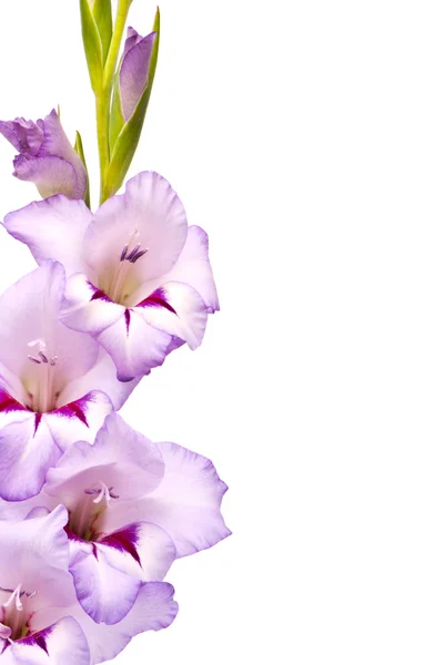 Lindo Gladiolus . — Fotografia de Stock