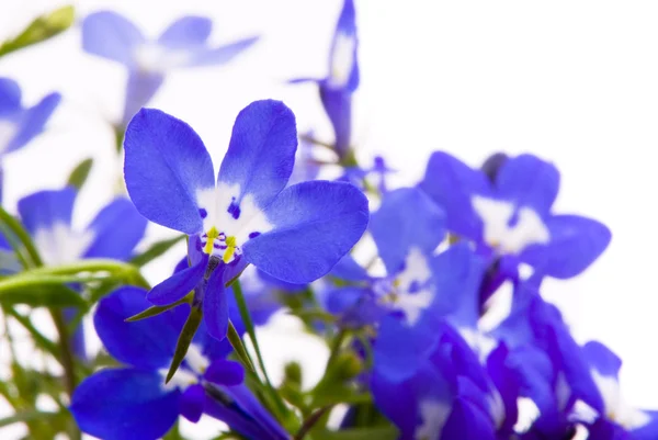 Güzel çiçekler (lobelia). — Stok fotoğraf