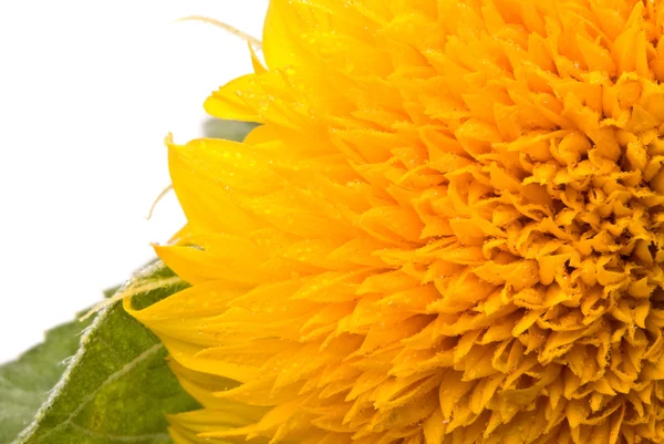 Decorative sunflower — Stock Photo, Image