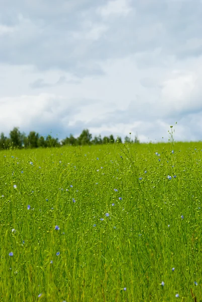 Stock image Beautiful flax field