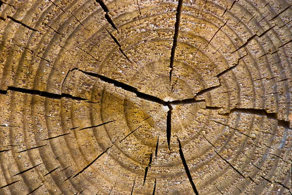 Старая текстура дерева, высокое качество фона — стоковое фото