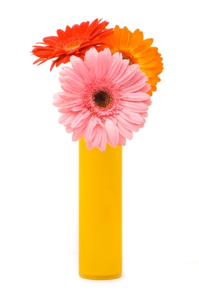 Három gerber virág — Stock Fotó