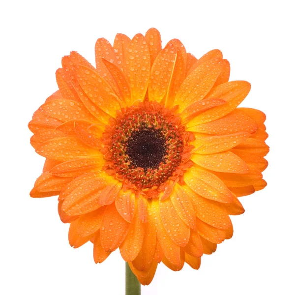 Помаранчевий Гербер квітка — стокове фото
