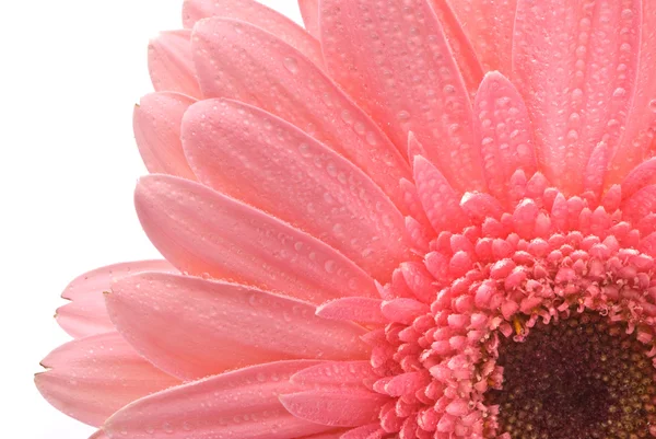 Růžové gerber květiny na bílém pozadí — Stock fotografie