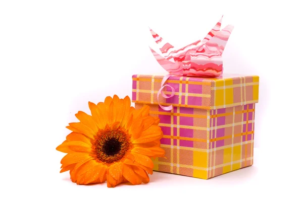 Gerber naranja flor y caja de regalo — Foto de Stock