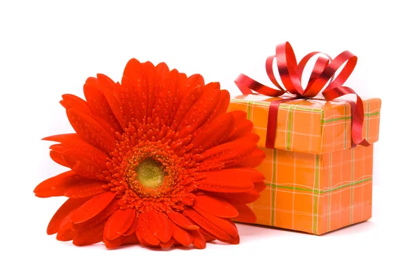 Rode gerber bloem en geschenk doos — Stockfoto