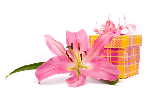 Lírio rosa e caixa de presente em um branco — Fotografia de Stock