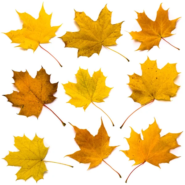 Set di foglie d'acero — Foto Stock