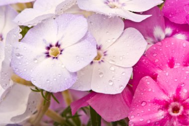 Beautiful flowers with water drops clipart