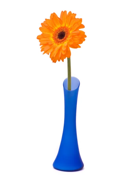 Orange gerber flower in blue vase — Stock Photo, Image