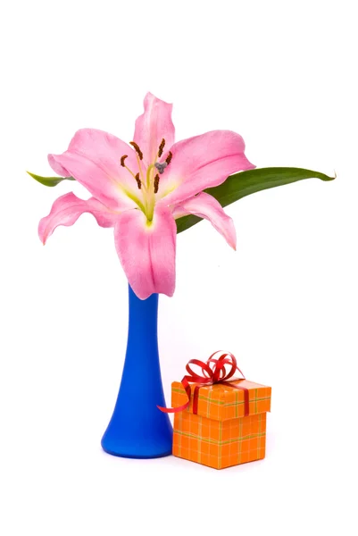 Lirio rosa y caja de regalo en un blanco — Foto de Stock