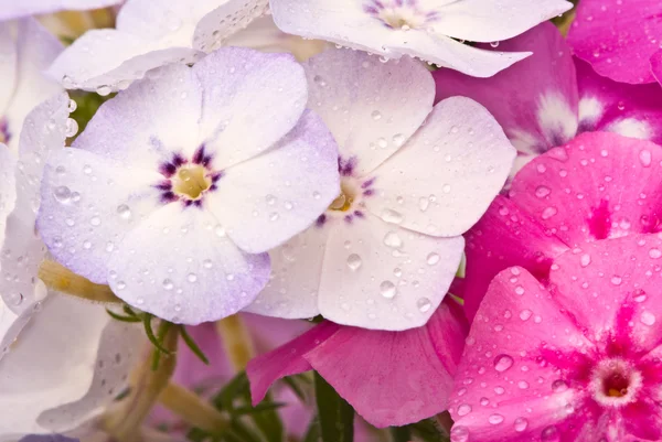 Beautiful flowers with water drops — Zdjęcie stockowe