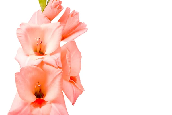 Vackra gladiolus. — Stockfoto