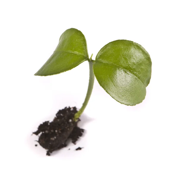 Young plant, macro — Stock Photo, Image