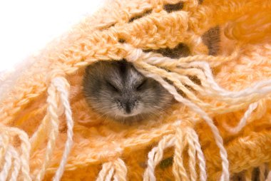 Sleep hamster, studio shot clipart