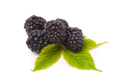 Beautiful blackberries