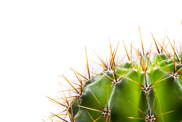 stock image Green cactus, macro shot