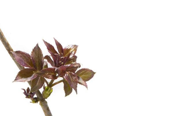 Stock image Fresh leaves