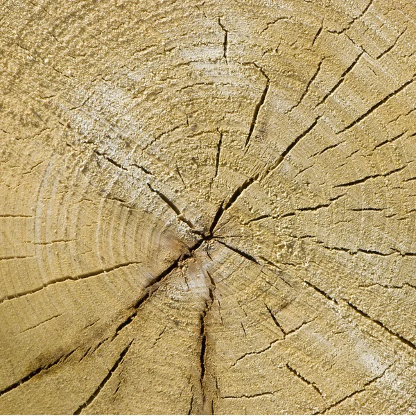 Textura de corte de madera vieja de primer plano —  Fotos de Stock