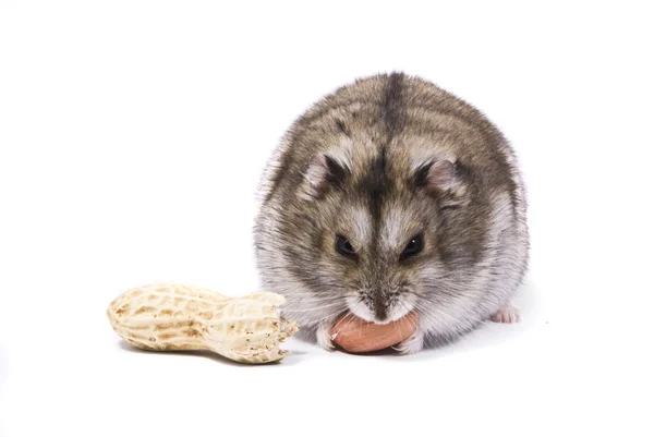 Dwerg hamster eten van pinda — Stockfoto