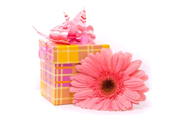 Розовый гербер цветок и подарочная коробка — стоковое фото