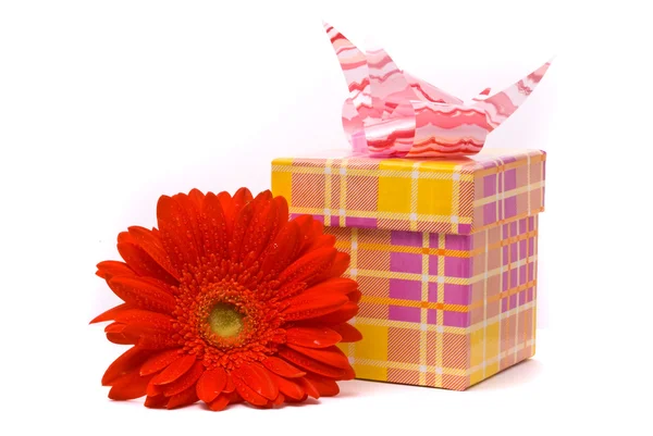 Red gerber flower and gift box — Stock Photo, Image