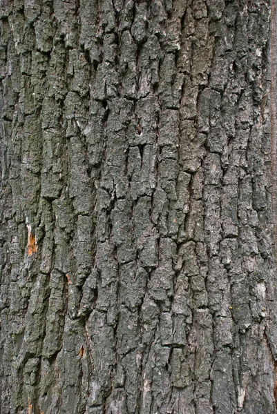 Drewniany kora tło — Zdjęcie stockowe