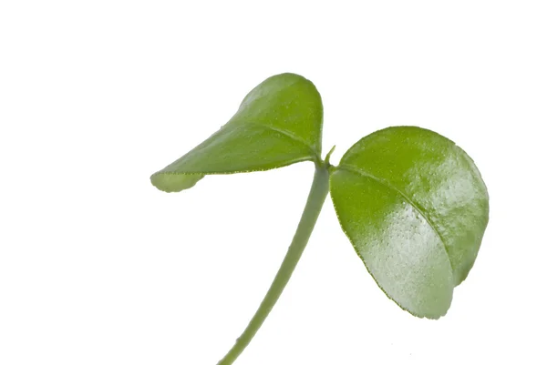 Jonge plant, macro — Stockfoto