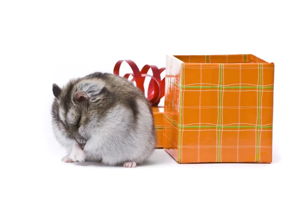 Kleine dwerg hamster in huidige vak — Stockfoto