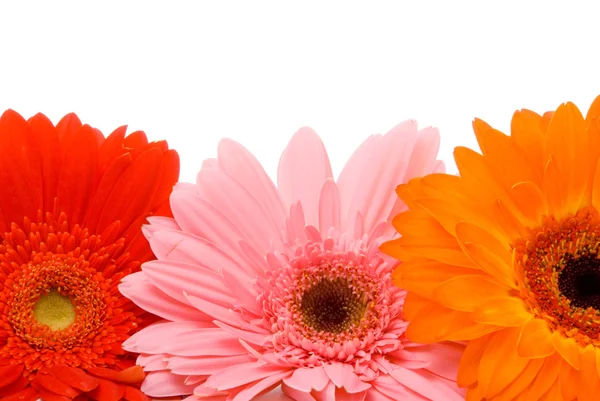 Lindas flores de gerber — Fotografia de Stock