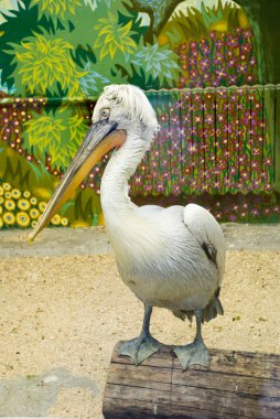 Dalmatian pelican in zoo clipart