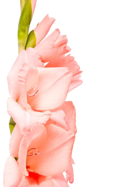 Mooie gladiolen. — Stockfoto