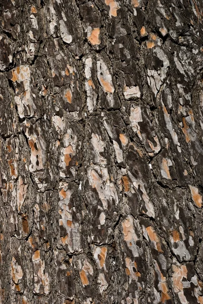 木の樹皮の背景 — ストック写真