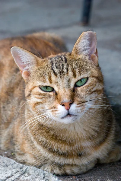 Egy gyönyörű macska portréja — Stock Fotó