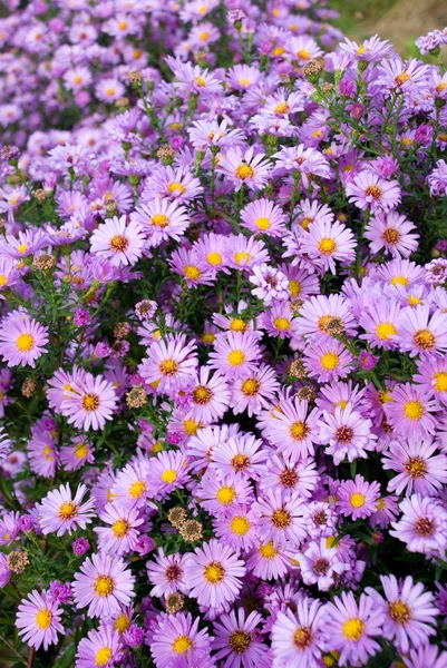 Piccoli fiori sfondo — Foto Stock
