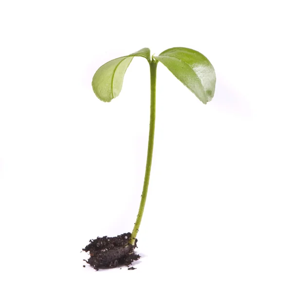 Молодое растение, макро — стоковое фото