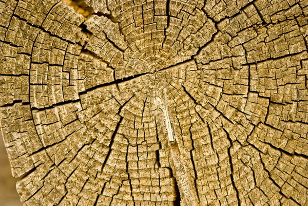 Close-up old wooden cut texture — Stock Photo, Image